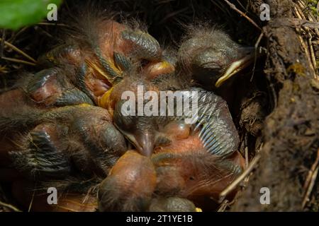 Babyvögel in den Nestvögeln und Nebeldrosseln. Drosseln. Stockfoto