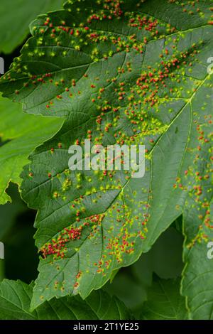 Blätter mit Gallmilbe Eriophyes tiliae. Eine Nahaufnahme eines Blattes, das von Gallen von Eriophyes tiliae befallen ist. Hochwertige Fotos Stockfoto