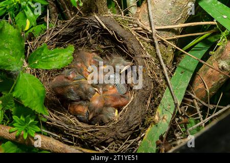 Babyvögel in den Nestvögeln und Nebeldrosseln. Drosseln. Stockfoto