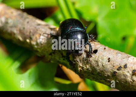 Erdlanglangweilige Dungkäfer, Anoplotrupes stercorosus. Stockfoto