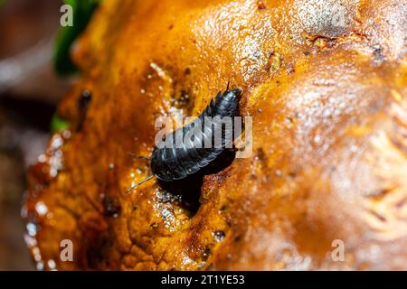 Larven grosser Aaskäfer, Aaskäfer oder Grabkäfer Silphidae. Stockfoto