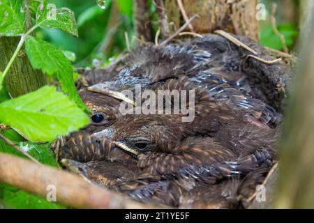 Babyvögel in den Nestvögeln und Nebeldrosseln. Drosseln. Stockfoto