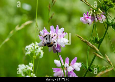 Nahaufnahme einer kleinen europäischen Gartenhummel, Bombus hortorum, trinkender Nektar aus einer lila Distelblume. Stockfoto