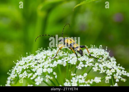 Nahaufnahme eines gefleckten Longhornkäfers, Leptura maculata auf der weißen Blume einer wilden Karotte, Daucus carota. Stockfoto