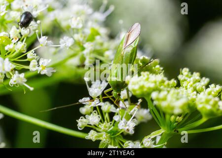 Pentatomoidea-Käfer sitzt auf einem Blatt. Stockfoto