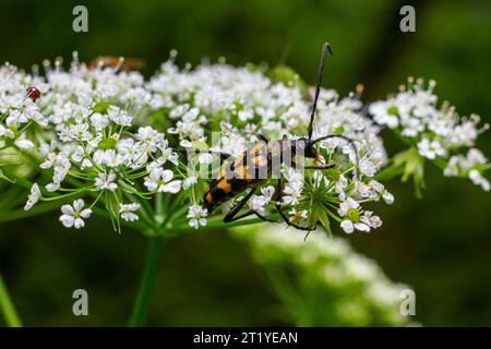 Nahaufnahme eines gefleckten Longhornkäfers, Leptura maculata auf der weißen Blume einer wilden Karotte, Daucus carota. Stockfoto