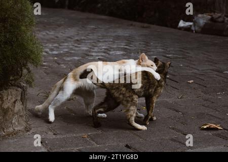 Zwei Katzen, die in einer balinesischen Nachbarschaft in der gepflasterten Gasse spielen. Stockfoto