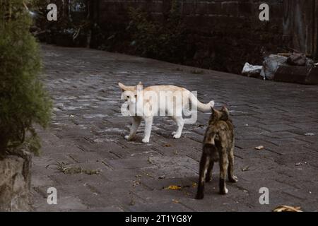 Zwei Katzen kämpfen in der gepflasterten Gasse in der balinesischen Nachbarschaft Stockfoto