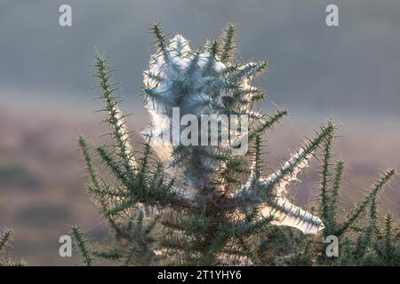 Die Spitze eines großen Ginsterstrauchs, bedeckt mit einem ungewöhnlich dicken Spinnennetz, das von der Seite und von hinten durch das Sonnenlicht am frühen Morgen im New Forest beleuchtet wird Stockfoto