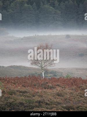 Eine herbstliche Szene eines Baumes auf einem kleinen Hügel, umgeben von braunem Bracken mit niedrigem Nebel und Kiefernwald in der Ferne Stockfoto