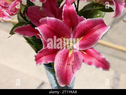 Rote Lilie im Sommergarten. Nahaufnahme von Lilienblumen. Stockfoto