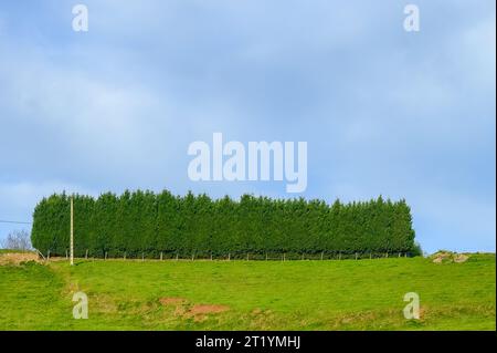 Asturien, Spanien, rechteckige Baumfläche in einer ländlichen Szene Stockfoto