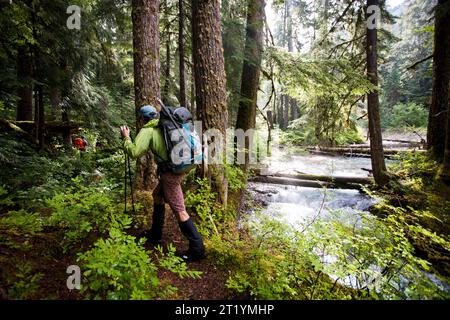 Wanderer steigen einen Pfad in einem dicken, grünen Wald auf dem Weg zum Mt. Redoubt im North Cascades National Park in Washington. Stockfoto