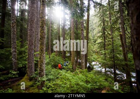 Wanderer steigen einen Pfad in einem dicken, grünen Wald auf dem Weg zum Mt. Redoubt im North Cascades National Park in Washington. Stockfoto