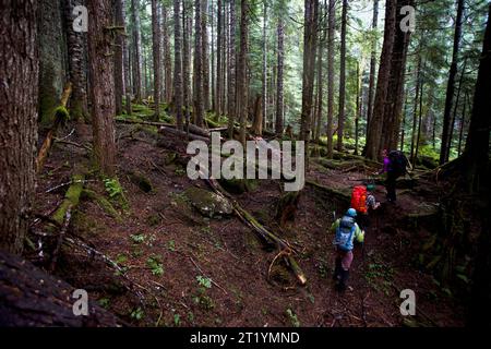 Wanderer steigen einen Pfad in einem dicken, grünen Wald auf dem Weg zum Mt. Redoubt im North Cascades National Park in Washington. Stockfoto