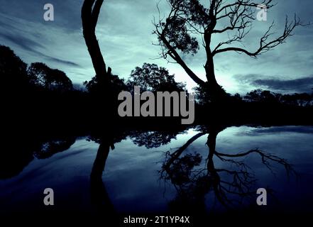 Reflexion eines Baumes in Minas Gerais, Brasilien. Stockfoto