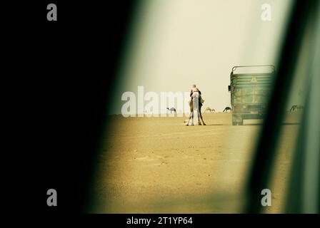 Kamele in der syrischen Wüste von Palmyra. Stockfoto