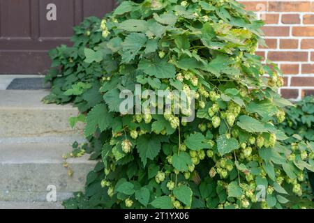 Grüne Hopfenkegel auf einem Ast vor einer Ziegelmauer. Stockfoto