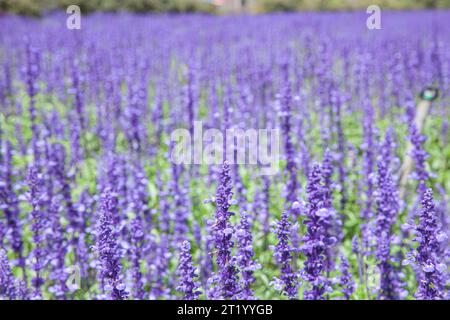 Das Feld der Salvia Farinacea, auch bekannt als Mealycup blauer Salbei, blüht an sonnigen Tagen Stockfoto