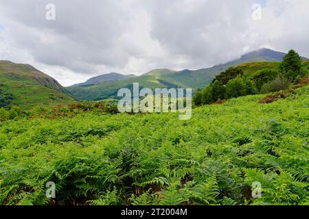 Ein düsterer, bedeckter Sommertag in den üppigen walisischen Hügeln oberhalb von Beddgelert im Eryri-Nationalpark. Stockfoto