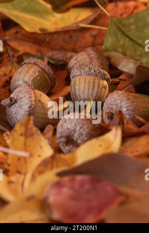 Nüsse von einer Eiche, die auf einem Bett aus bunten Herbstblättern ruht. Stockfoto