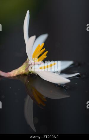 Das vertikale Bild von Zephyranthes candida, weißer Regenlilie, reflektiert auf einem dunklen Teich. Stockfoto