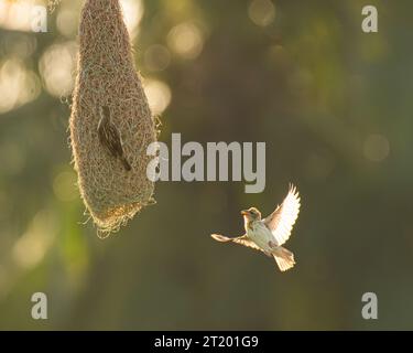 Ein baya-Weber fliegt und einen anderen baya-Weber auf ihrem Nest ansieht. KERALA, INDIEN: NIEDLICHE Bilder zeigen Baya-Webervögel, die auf dem Weg zum Bau ihres El sind Stockfoto