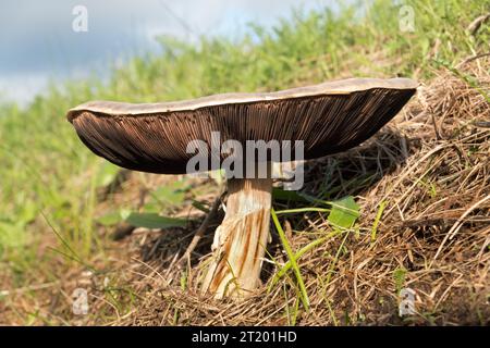 Feldpilz, ein großer, weißer, essbarer Pilz Stockfoto