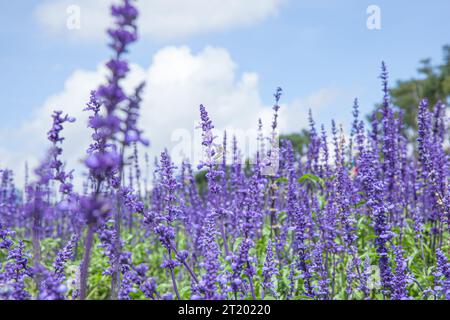 Das Feld der Salvia Farinacea, auch bekannt als Mealycup blauer Salbei, blüht an sonnigen Tagen Stockfoto