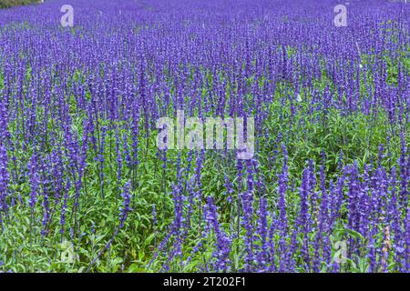 Das Feld der Salvia Farinacea, auch bekannt als Mealycup blauer Salbei, blüht an sonnigen Tagen Stockfoto