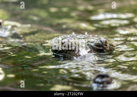 Der Ggharial ist ein vom Aussterben bedrohtes Krokodil, das auf dem indischen Subkontinent beheimatet ist. Er ist bekannt für seine lange, schlanke Schnauze, die zum Fangen verwendet wird Stockfoto