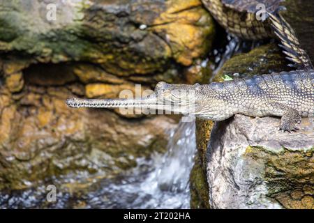 Der Ggharial ist ein vom Aussterben bedrohtes Krokodil, das auf dem indischen Subkontinent beheimatet ist. Er ist bekannt für seine lange, schlanke Schnauze, die zum Fangen verwendet wird Stockfoto