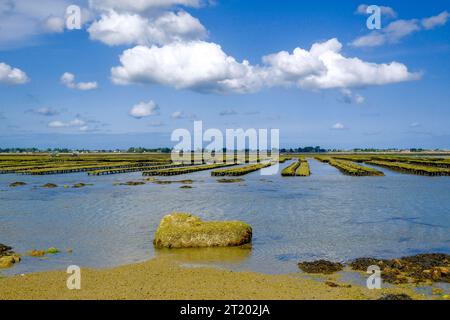 Frankreich, Saint-Vaast-la-Hougue, 30.08.2023: Austernbänke bei Niedrigwasser vor Saint-Vaast-la-Hougue auf der Halbinsel Cotentin an der franzoesischen Kanalkueste im Departement Manche in der Normandie *** France, Saint Vaast la Hougue, 30 08 2023 Austernbetten bei Ebbe vor Saint Vaast la Hougue auf der Halbinsel Cotentin an der Küste des französischen Ärmelkanals im Departement Manche in der Normandie Credit: Imago/Alamy Live News Stockfoto