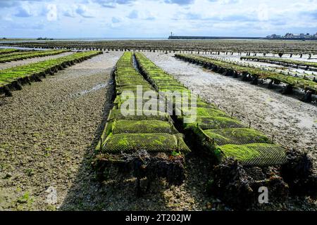 Frankreich, Saint-Vaast-la-Hougue, 30.08.2023: Austernbänke bei Niedrigwasser vor Saint-Vaast-la-Hougue auf der Halbinsel Cotentin an der franzoesischen Kanalkueste im Departement Manche in der Normandie *** France, Saint Vaast la Hougue, 30 08 2023 Austernbetten bei Ebbe vor Saint Vaast la Hougue auf der Halbinsel Cotentin an der Küste des französischen Ärmelkanals im Departement Manche in der Normandie Credit: Imago/Alamy Live News Stockfoto