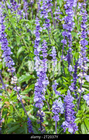 Das Feld der Salvia Farinacea, auch bekannt als Mealycup blauer Salbei, blüht an sonnigen Tagen Stockfoto