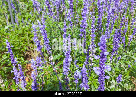 Das Feld der Salvia Farinacea, auch bekannt als Mealycup blauer Salbei, blüht an sonnigen Tagen Stockfoto