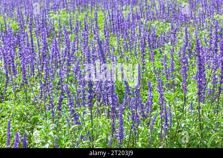 Das Feld der Salvia Farinacea, auch bekannt als Mealycup blauer Salbei, blüht an sonnigen Tagen Stockfoto