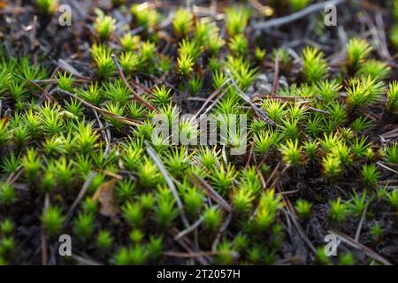 Haarkappenmoos oder Haarmoos (Polytrichum) schließen Sie in der Natur mit Kiefernnadeln Stockfoto