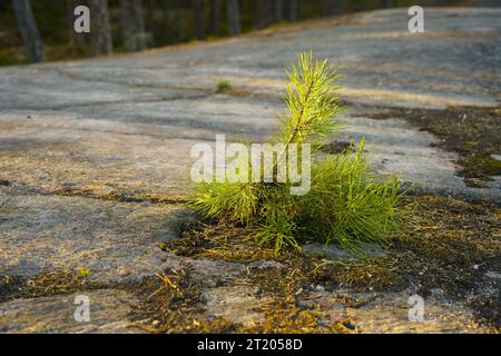 Jungkiefer (Pinus sylvestris), die in Finnland auf Fels wächst Stockfoto