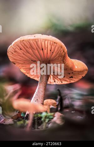 Ein Makrofoto einer Art Pilz im Wald. Stockfoto