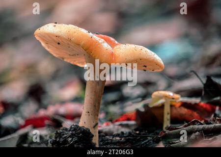 Ein Makrofoto einer Art Pilz im Wald. Stockfoto