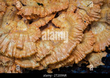 Nahaufnahme von Laetiporus sulphureus Pilz, auch bekannt als Schwefelpolypore oder Huhn aus den Wäldern Stockfoto