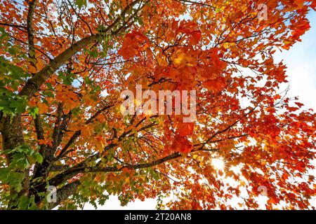 Goldener Oktober, dass bunte Herbstlaub an einem Baum in Siegen-Achenbach leuchtet am Mittag in der Herbstsonne. Die Sonne scheint durch das Herbstlaub. Herbststimmung im Siegerland am 16.10.2023 in Siegen/Deutschland. *** Goldener Oktober dass bunte Herbstblätter auf einem Baum in Siegen Achenbach am Mittag in der Herbstsonne scheint die Sonne durch die Herbstblätter Herbstatmosphäre im Siegerland am 16 10 2023 in Siegen Stockfoto