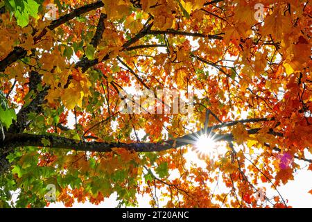 Goldener Oktober, dass bunte Herbstlaub an einem Baum in Siegen-Achenbach leuchtet am Mittag in der Herbstsonne. Die Sonne scheint durch das Herbstlaub. Herbststimmung im Siegerland am 16.10.2023 in Siegen/Deutschland. *** Goldener Oktober dass bunte Herbstblätter auf einem Baum in Siegen Achenbach am Mittag in der Herbstsonne scheint die Sonne durch die Herbstblätter Herbstatmosphäre im Siegerland am 16 10 2023 in Siegen Stockfoto