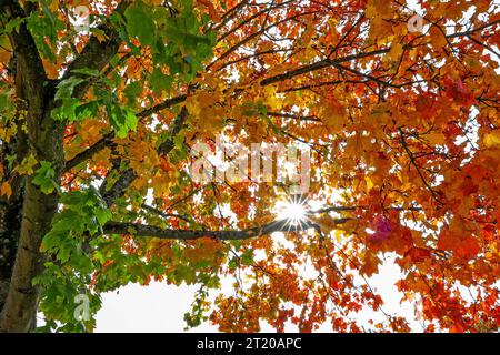 Goldener Oktober, dass bunte Herbstlaub an einem Baum in Siegen-Achenbach leuchtet am Mittag in der Herbstsonne. Die Sonne scheint durch das Herbstlaub. Herbststimmung im Siegerland am 16.10.2023 in Siegen/Deutschland. *** Goldener Oktober dass bunte Herbstblätter auf einem Baum in Siegen Achenbach am Mittag in der Herbstsonne scheint die Sonne durch die Herbstblätter Herbstatmosphäre im Siegerland am 16 10 2023 in Siegen Stockfoto