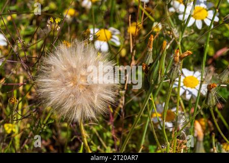 Scorzonera laciniata, mediterrane Schlangenwurzel Stockfoto