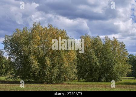 Landschaft im Naturschutzgebiet Himmelgeister Rheinbogen, Düsseldorf-Himmelgeist, Deutschland Stockfoto