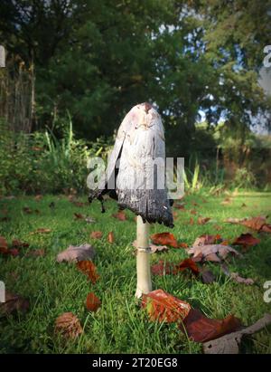 Essbare Shaggy Inkcap oder Anwaltsperücke Pilz Pilz, Coprinus comatus, Cheshire, Herbst, England, UK, WA4 3DS Stockfoto