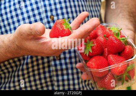 Erzeugung landloser Erdbeeren in Coupelle-Vieille (Nordfrankreich). Erdbeeren in der Hand eines Produzenten Stockfoto