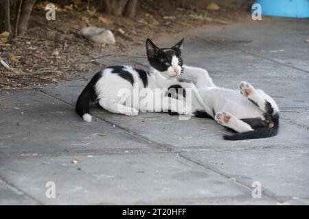 Zwei schwarz-weiße Kätzchen spielen auf dem Bürgersteig. Einer von ihnen ist auf dem Bauch gestreckt, der andere auf dem Rücken. Stockfoto